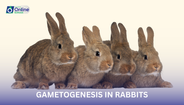 Lesson 16: Gametogenesis in Rabbits